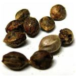 Семена марихуаны АК-47  (Seeds AK-47) в Узловой